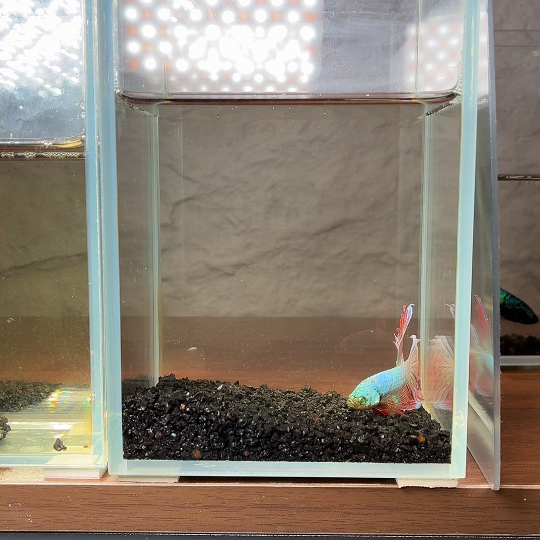 斗鱼彩金电摇绿魔