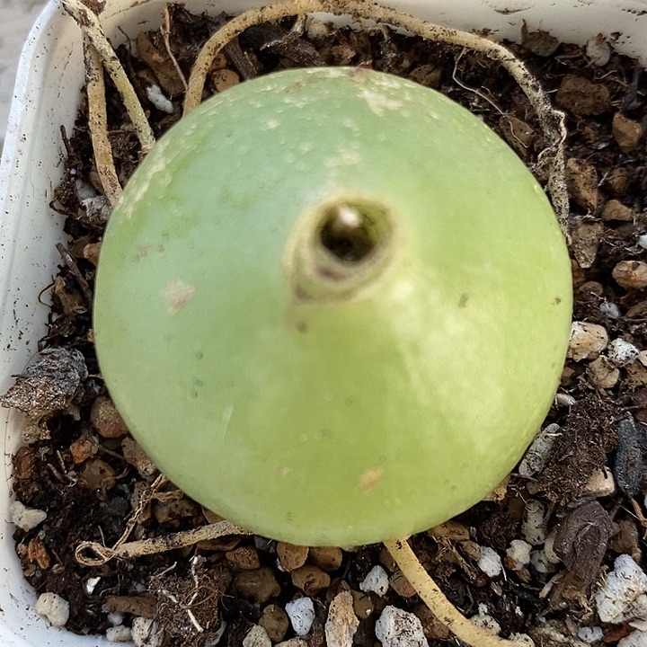 556苍角殿一颗。     