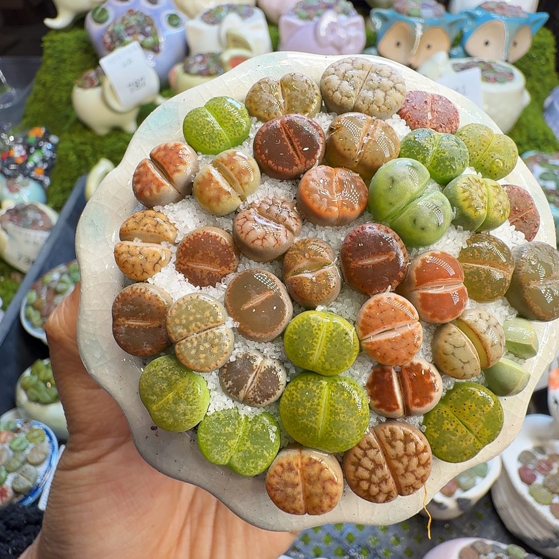 多肉植物福利冲795