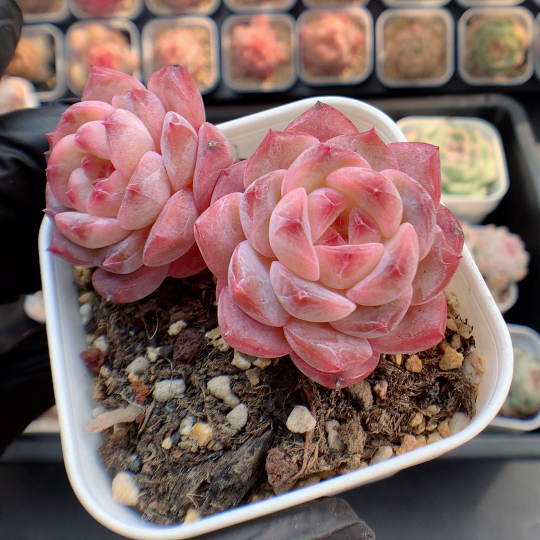 多肉植物。  糖心40