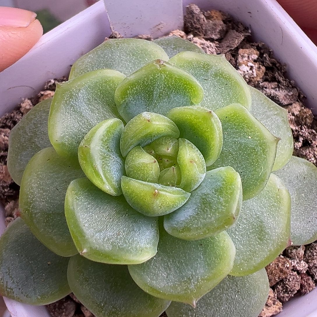 P73甜心。    福利。 