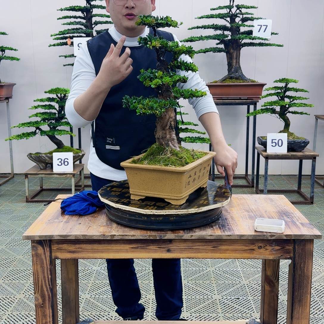 红芽罗汉松造型盆景