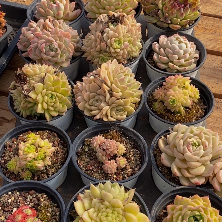 879多肉植物保护研究所所长