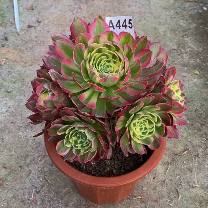 海王多肉植物445