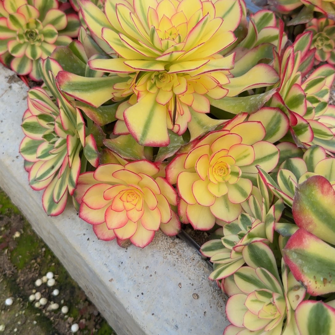 160荔枝。多肉植物