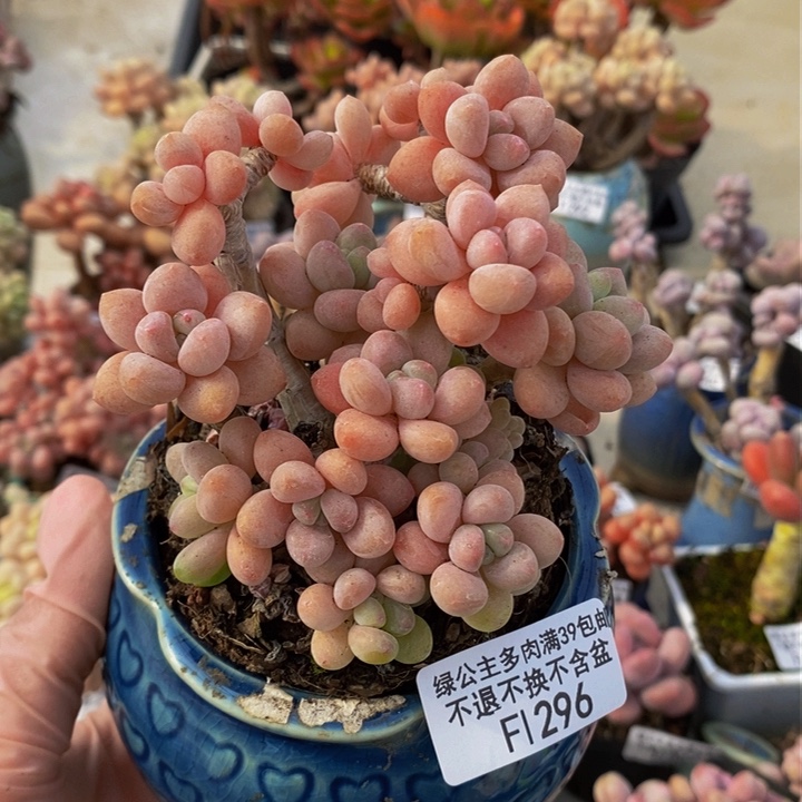 鱼子酱老桩有砍9cm292多肉植物