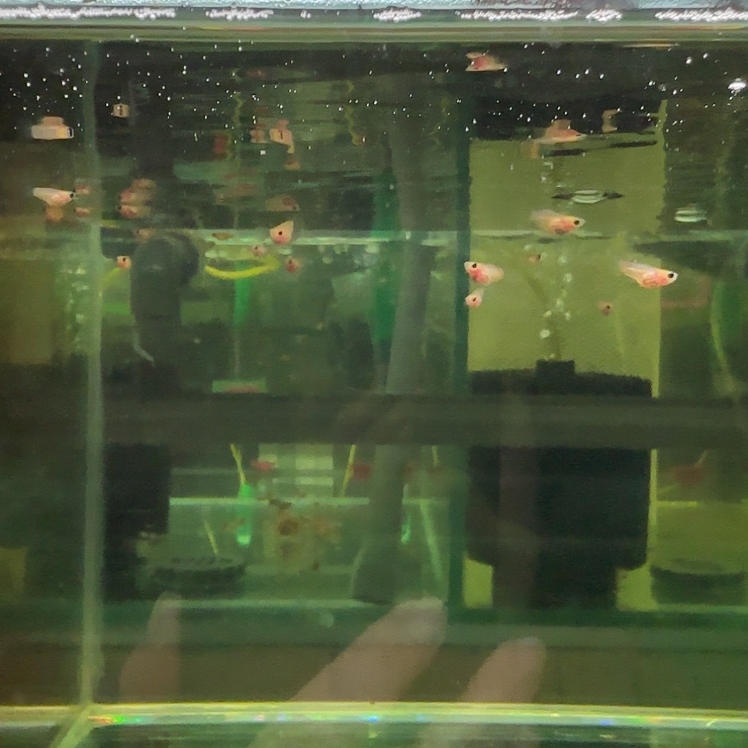 孔雀鱼幻彩粉猫苗10条随机