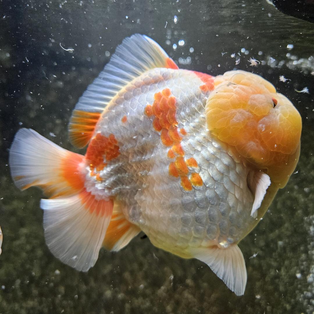 原泰bp红白泰狮f1精品金鱼直播间马印灯效果签收后录开箱视频售后