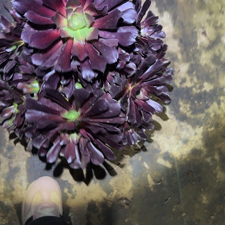 不包侧枝一物一拍80