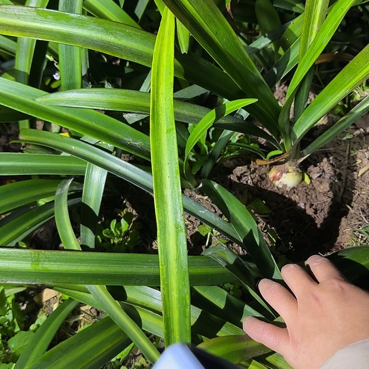 自育白肋杂交4.4厘米 可寄养