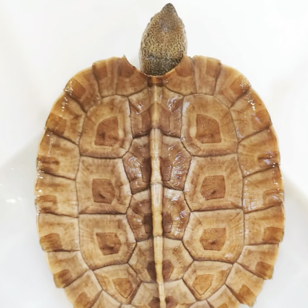 亚巨亚洲巨龟宠物龟巨能拉