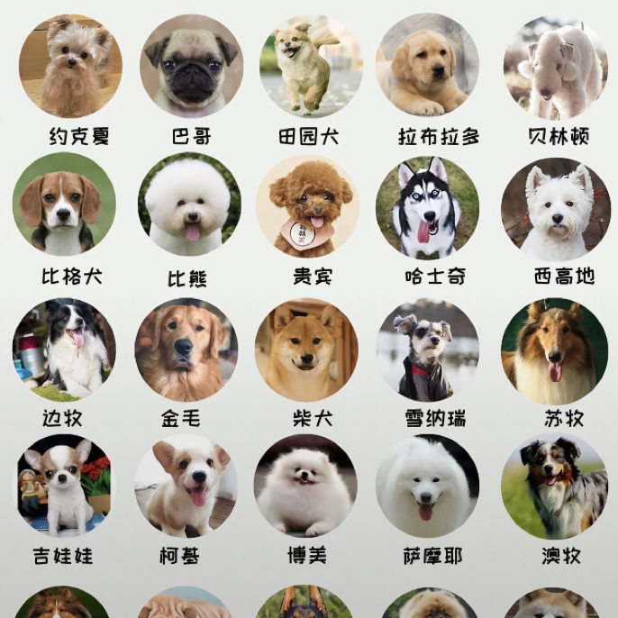 专属定制教你挑选狗狗