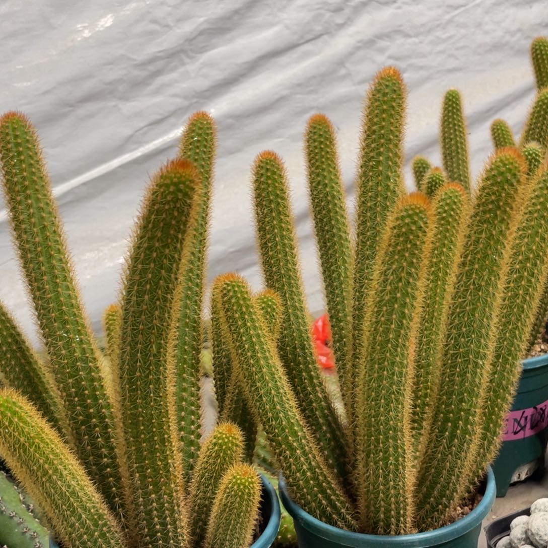 新品群生魔尔紫金妞保10头