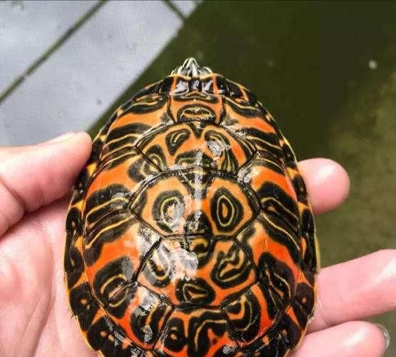 随机一个地图 黄耳 火焰 花龟 龟鳖蛋