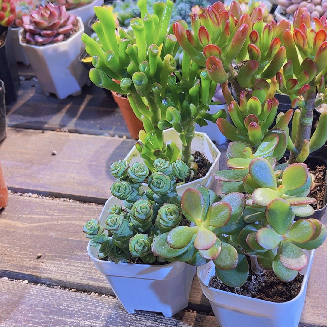 发大财套餐11111111111