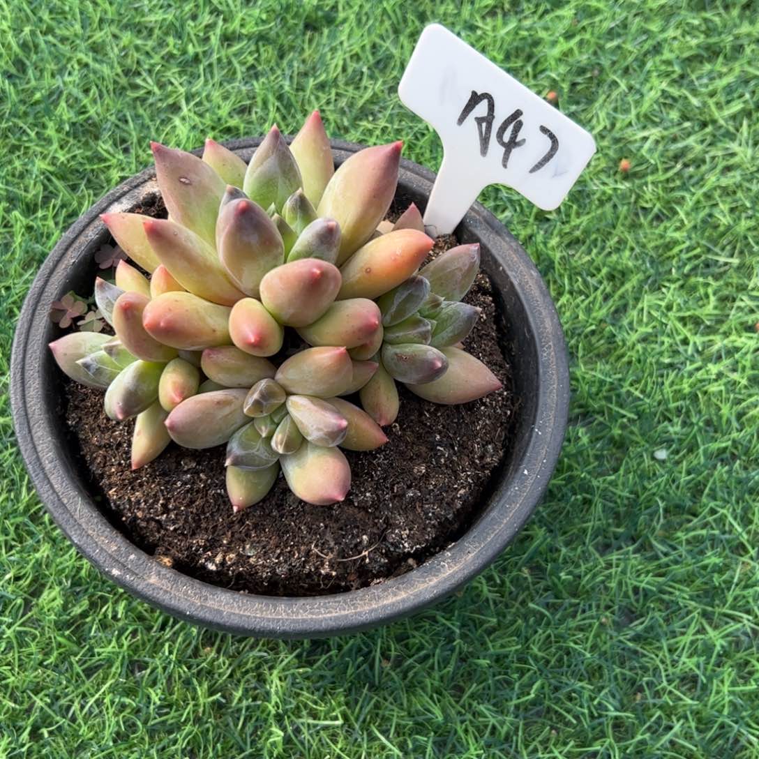 遥***蓝重楼多肉植物保护研究所