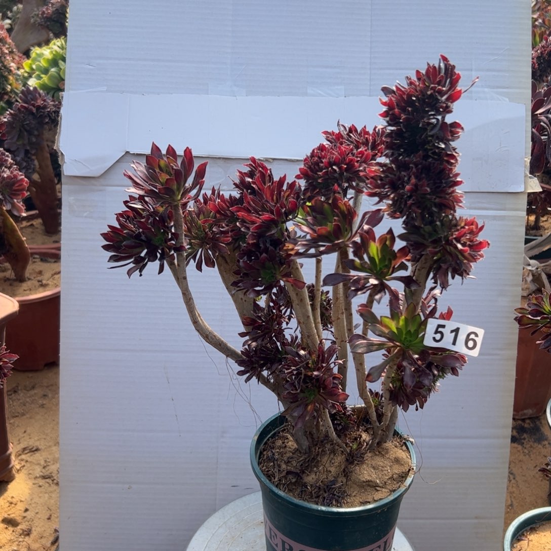 有伤黑缀516高37