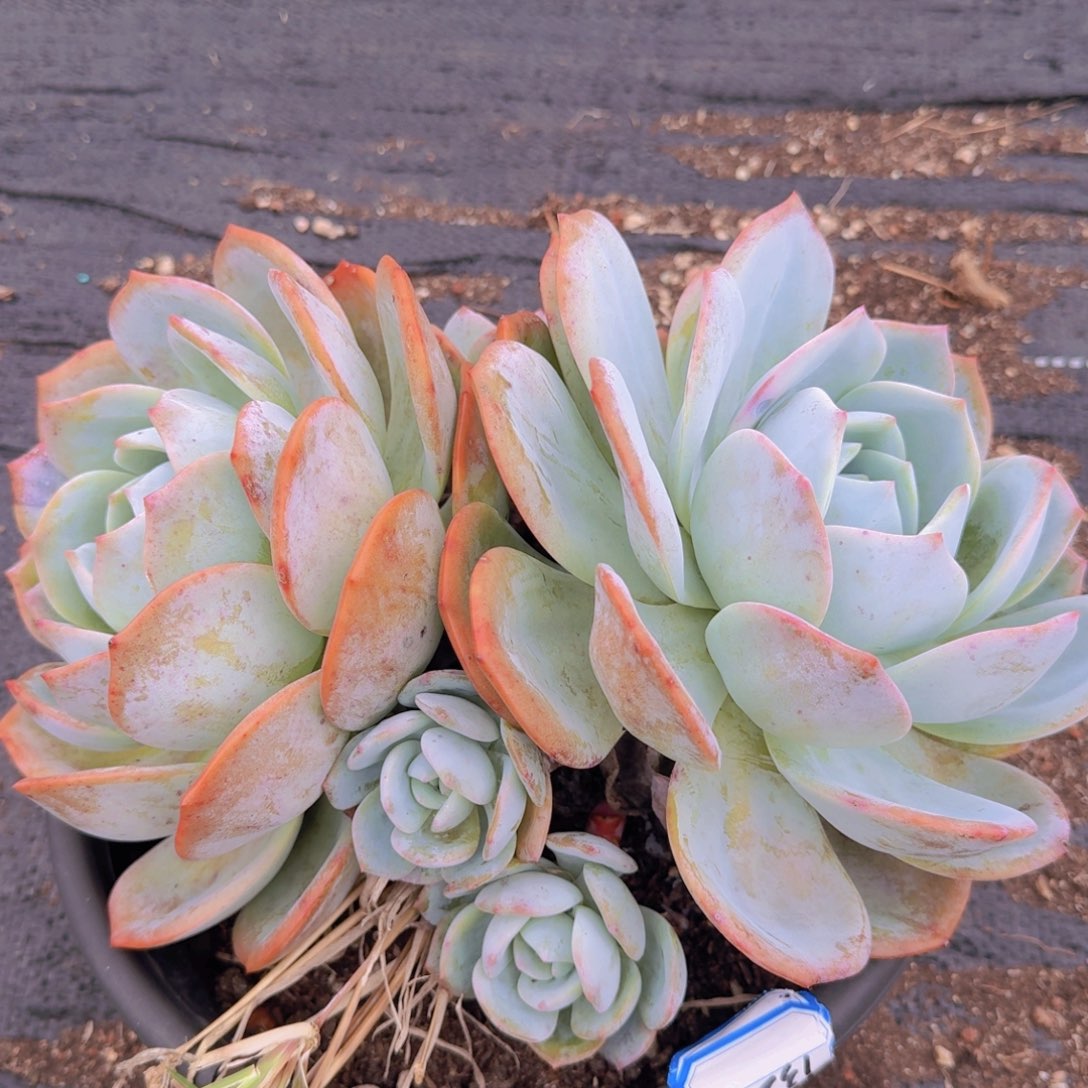 1320凤橙凡艺多肉