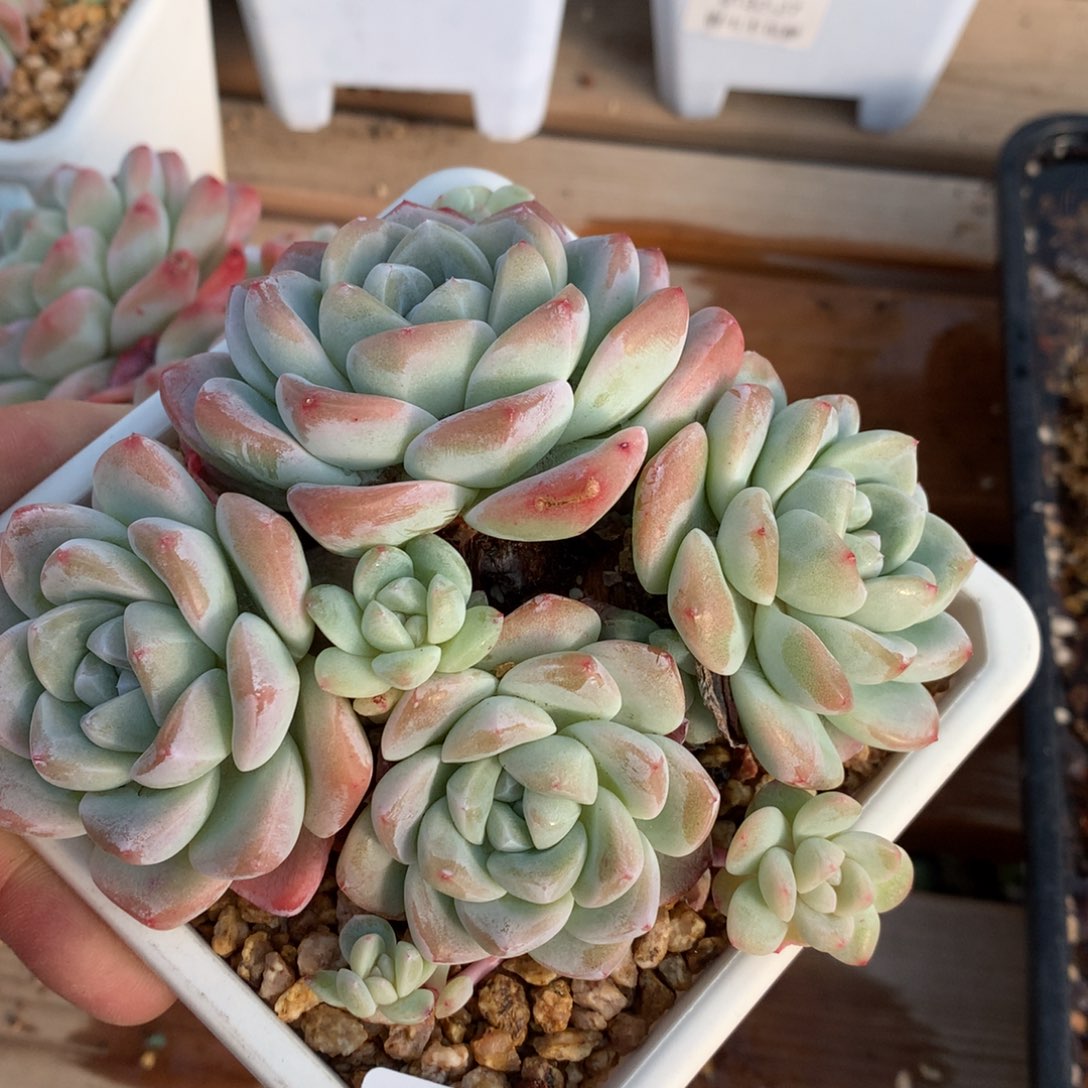 0129-56 冰玉优选