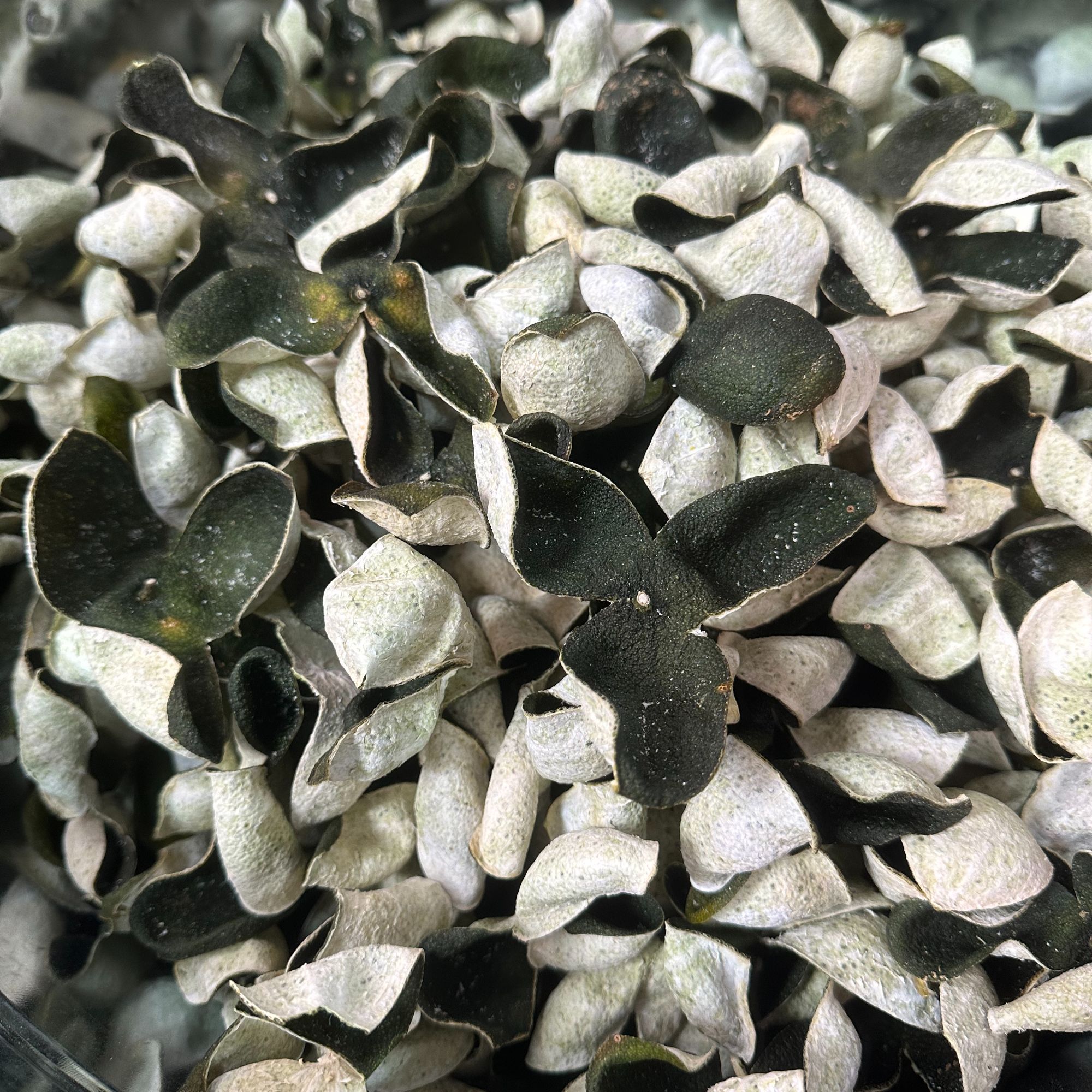 【直播福利】2025年梅江原枝超大花青皮 正宗新会陈皮