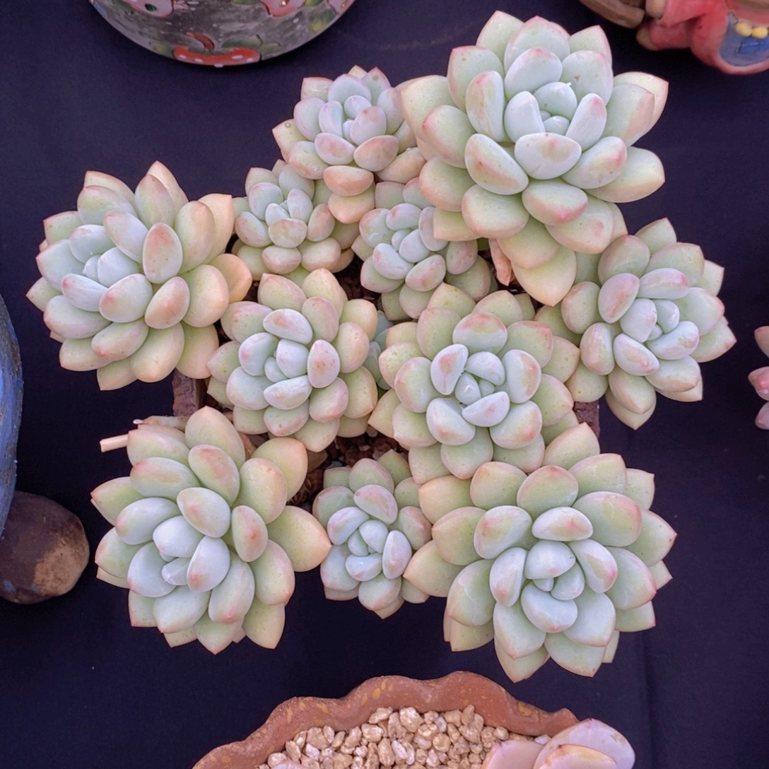 泡泡糖 一物一拍。  