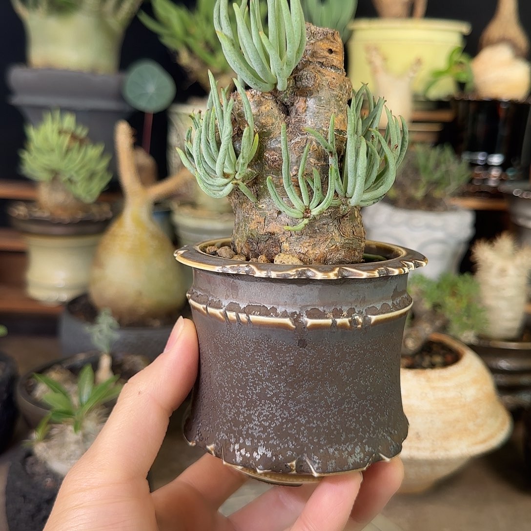 一物一拍白象奇峰锦460