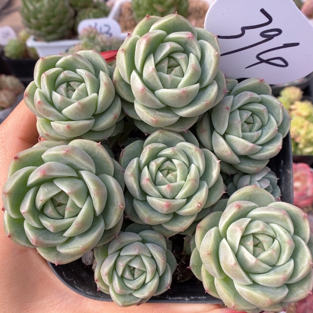 麦秆群生可拍394号。      