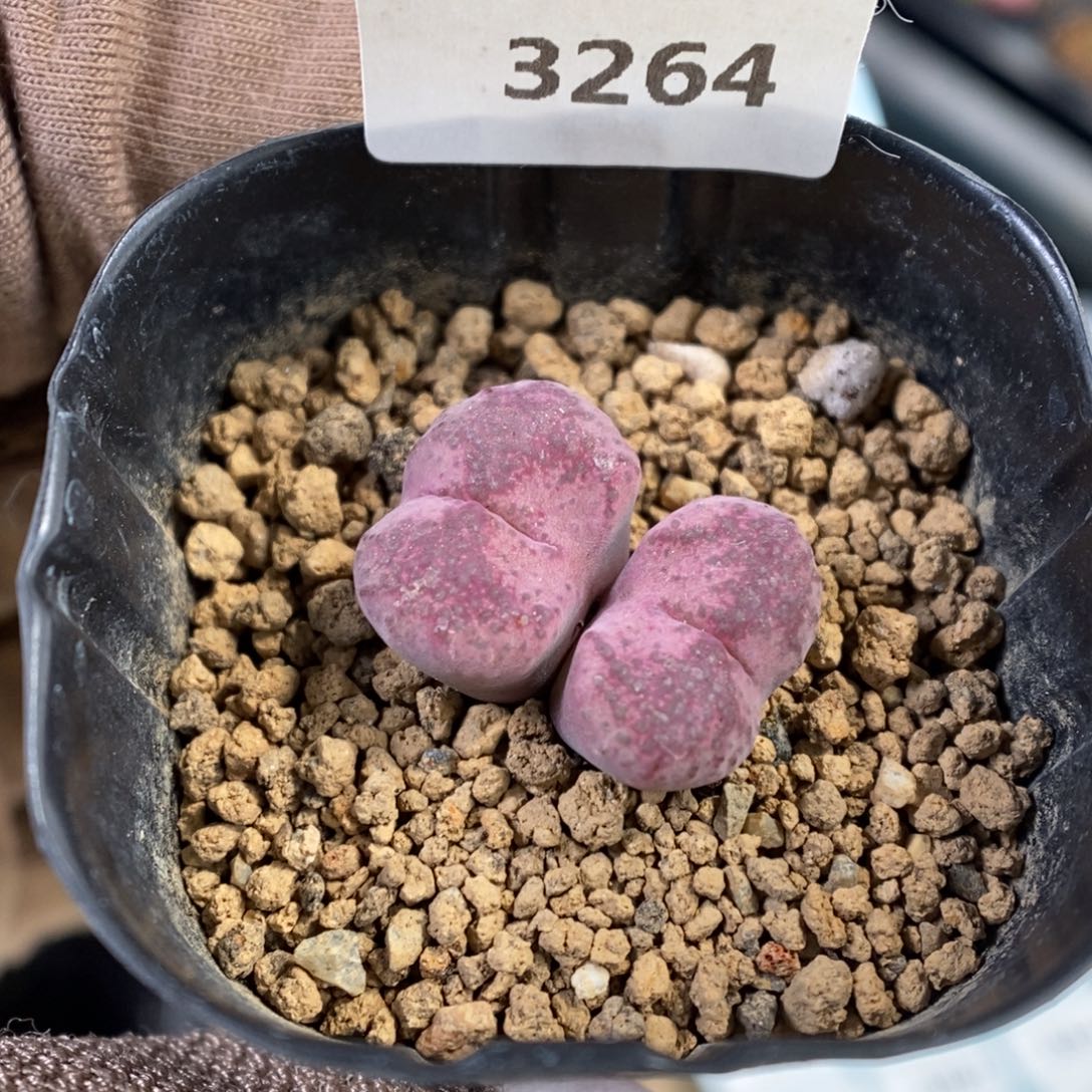 多肉植物肉锥杂交K-3264 风铃杂