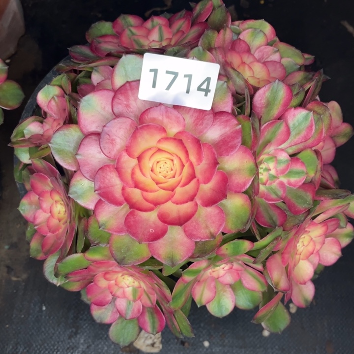 荔枝特价多肉发货