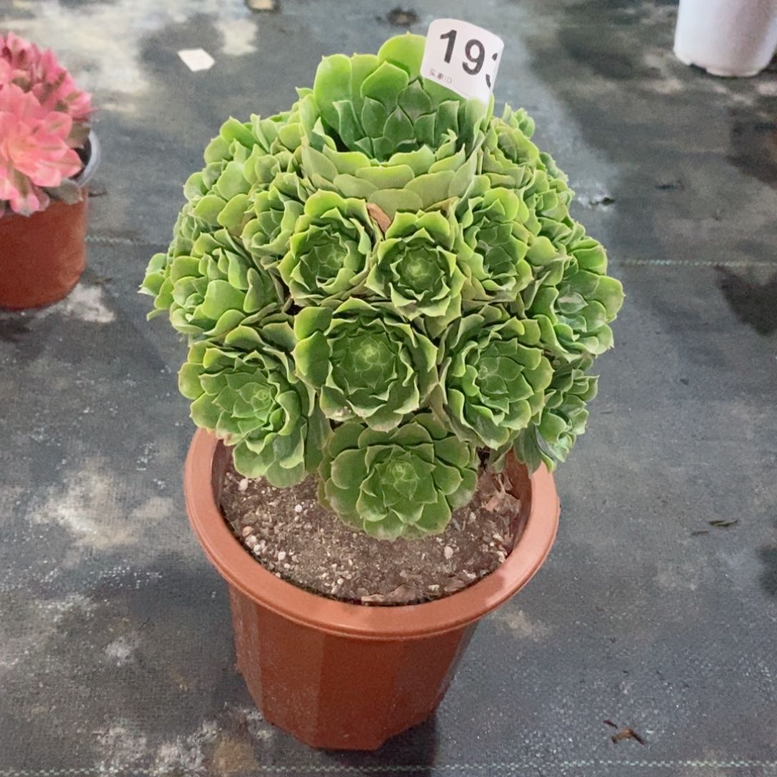 绿玫瑰193多肉1111