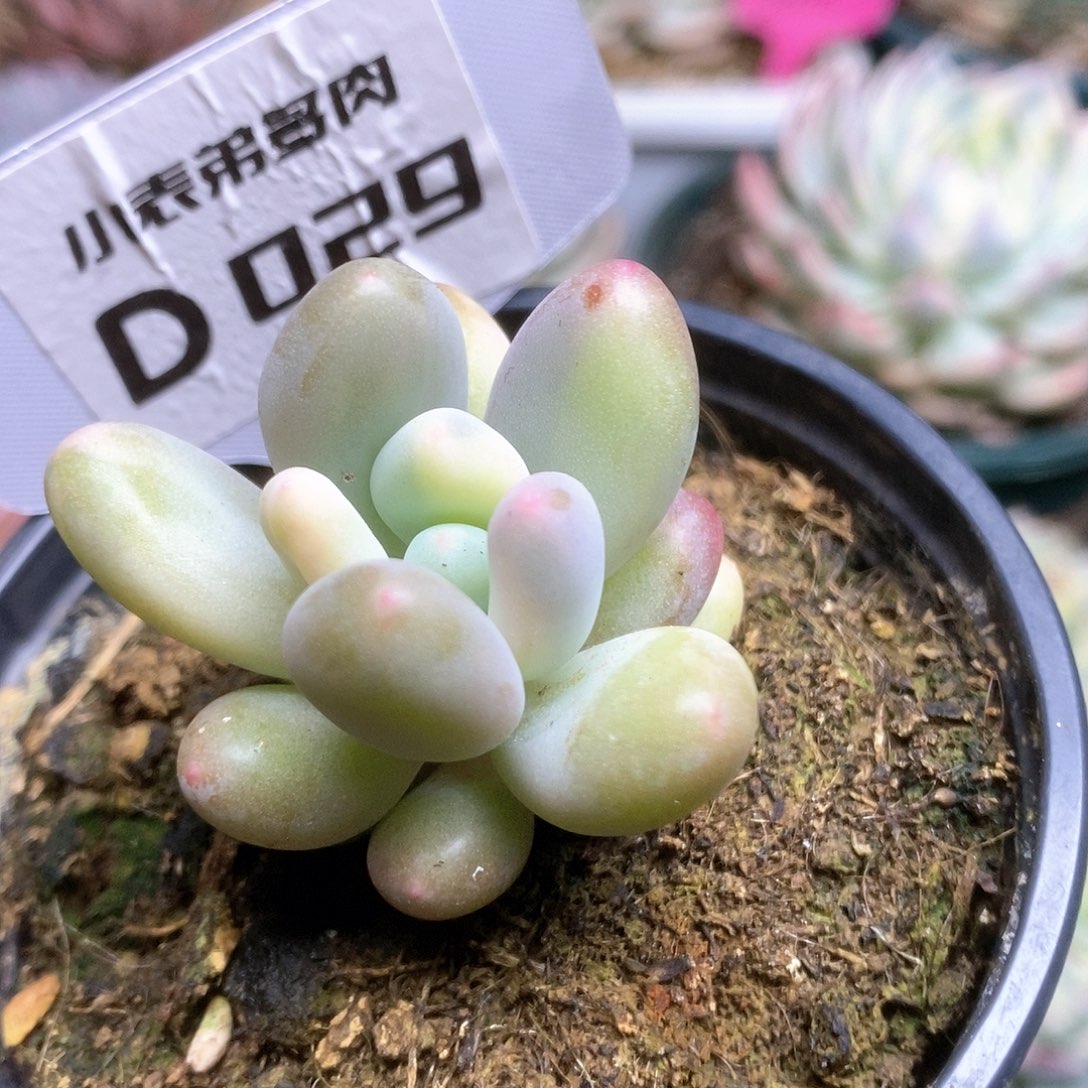 029西瓜奶锦锦锦锦锦