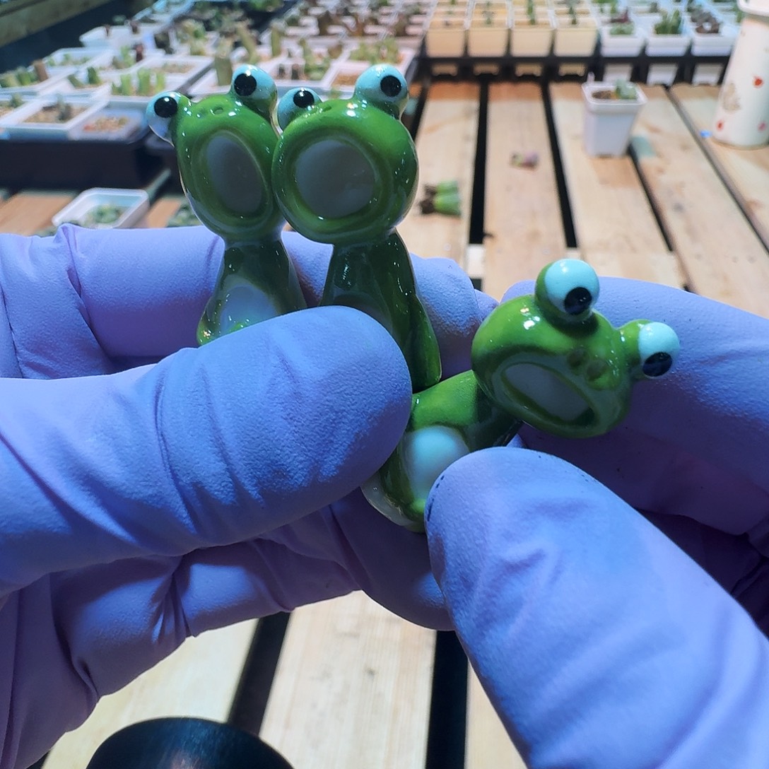 多肉植物好看风铃865