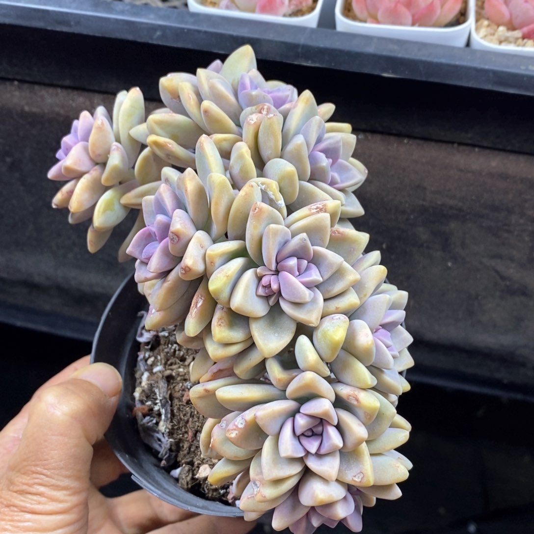 精品多肉一物一拍141