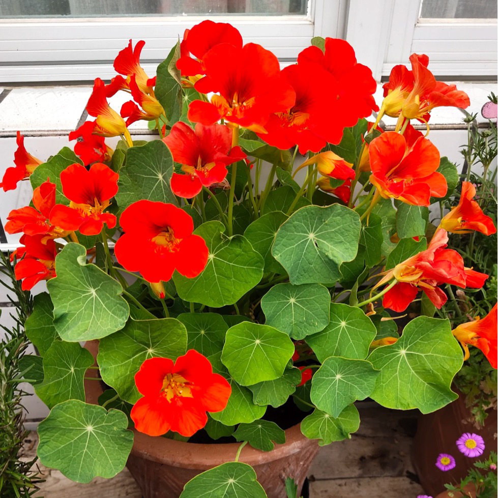 【缤纷甄选】精品旱金莲到手一盆