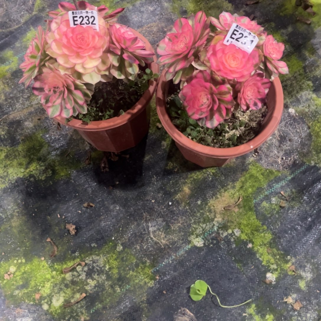 倾城231.232.000000