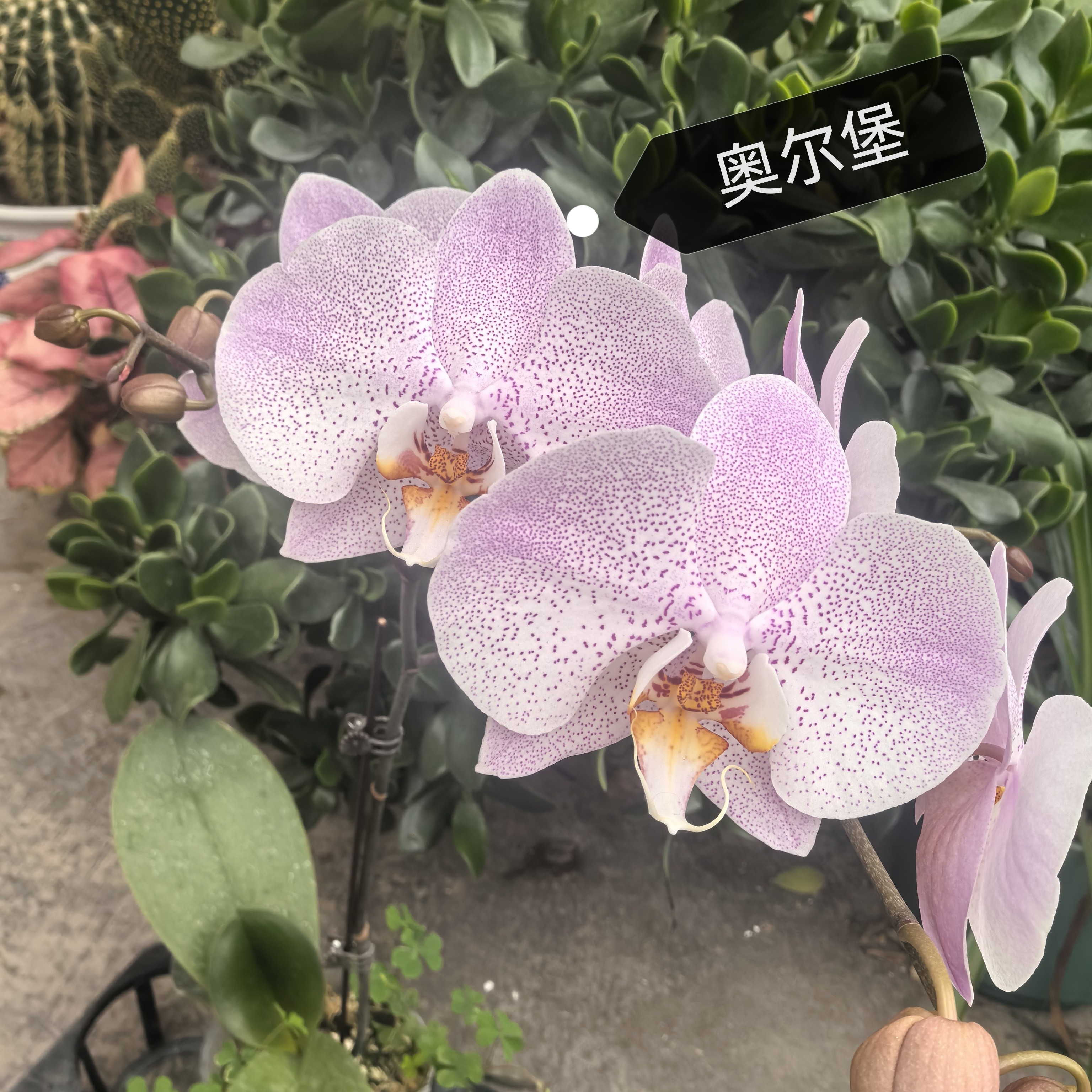 【奥尔堡】3.5寸加高杯蝴蝶兰