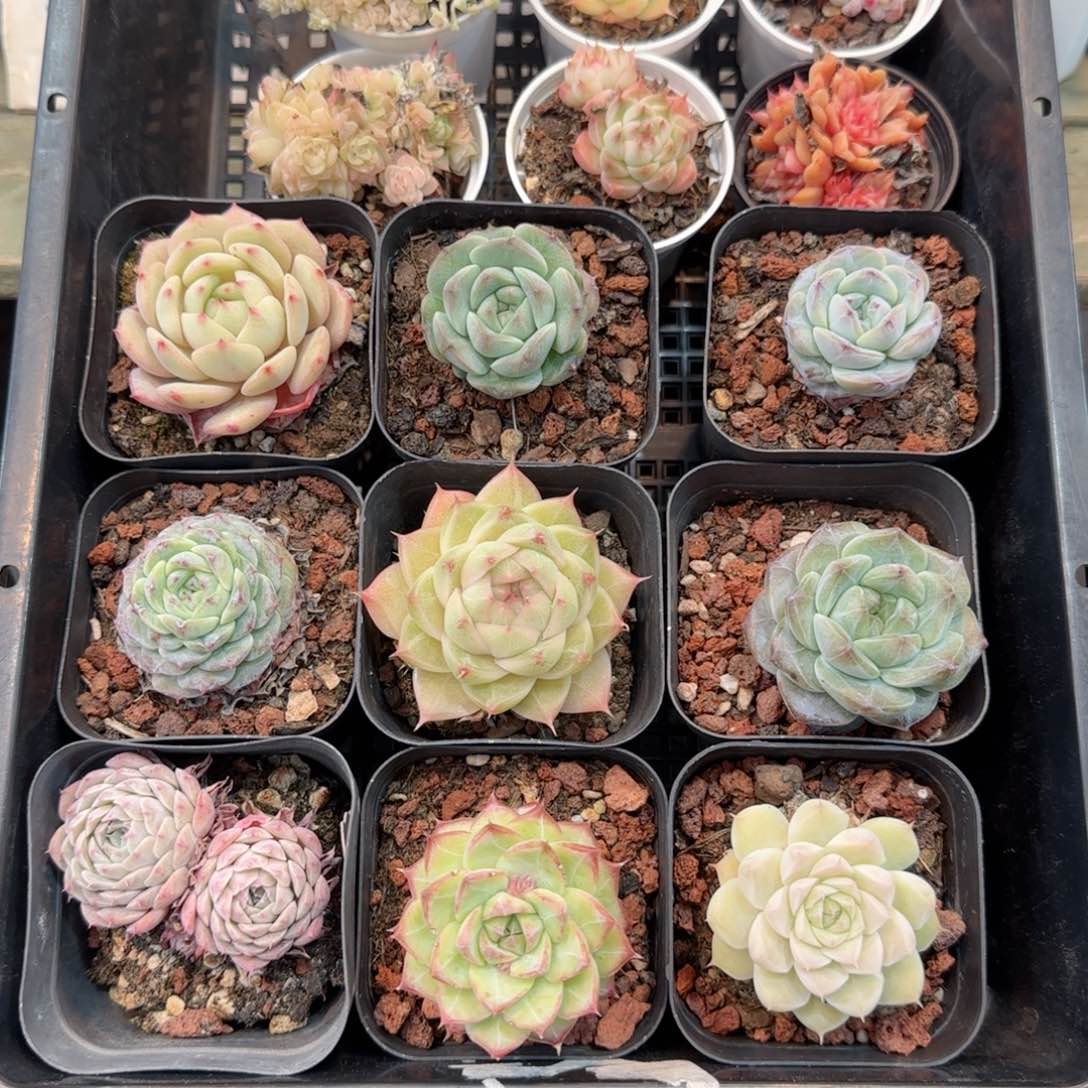 框拍框拍框0209-40