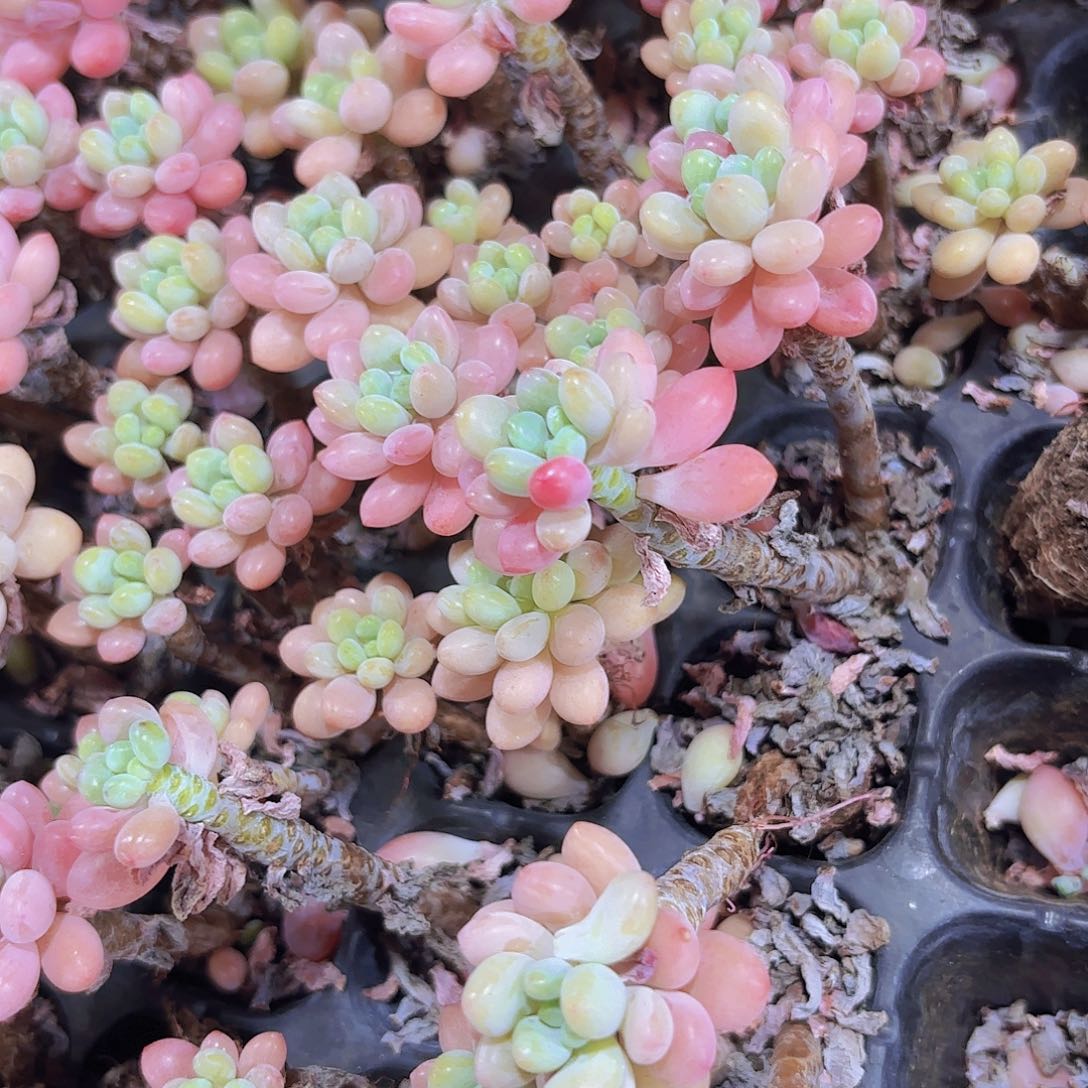 小穴苗鱼子酱3米2颗