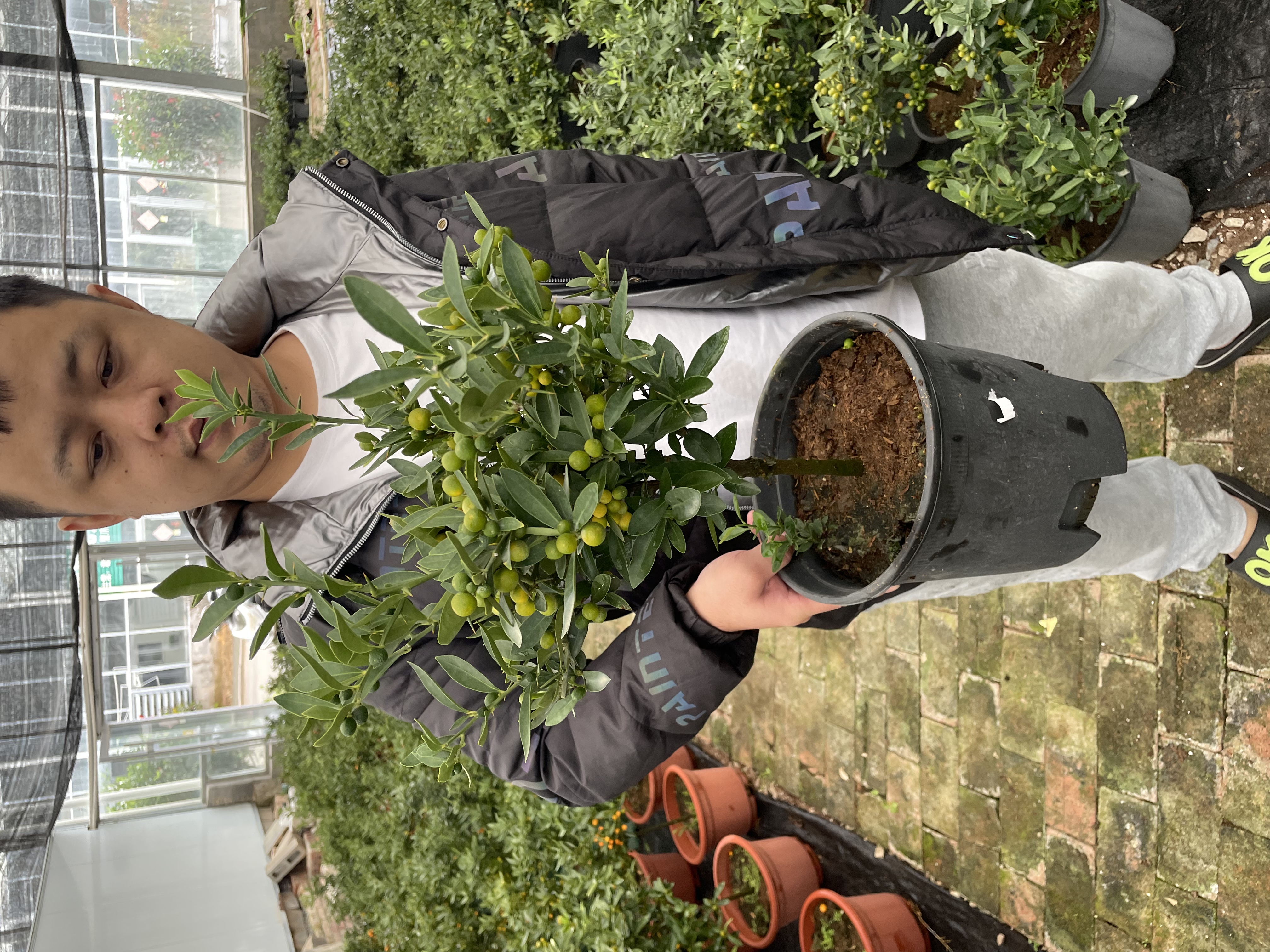 豆豆绿植盆栽植物办公室内阳台送礼好养美观土培观赏98盆景