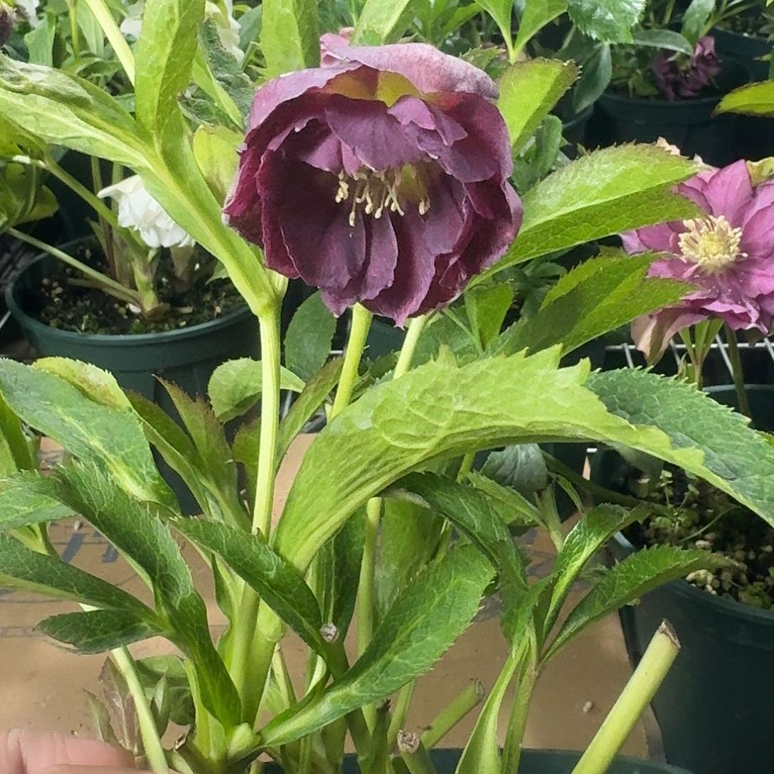 伊***汐完全开放铁筷子8796