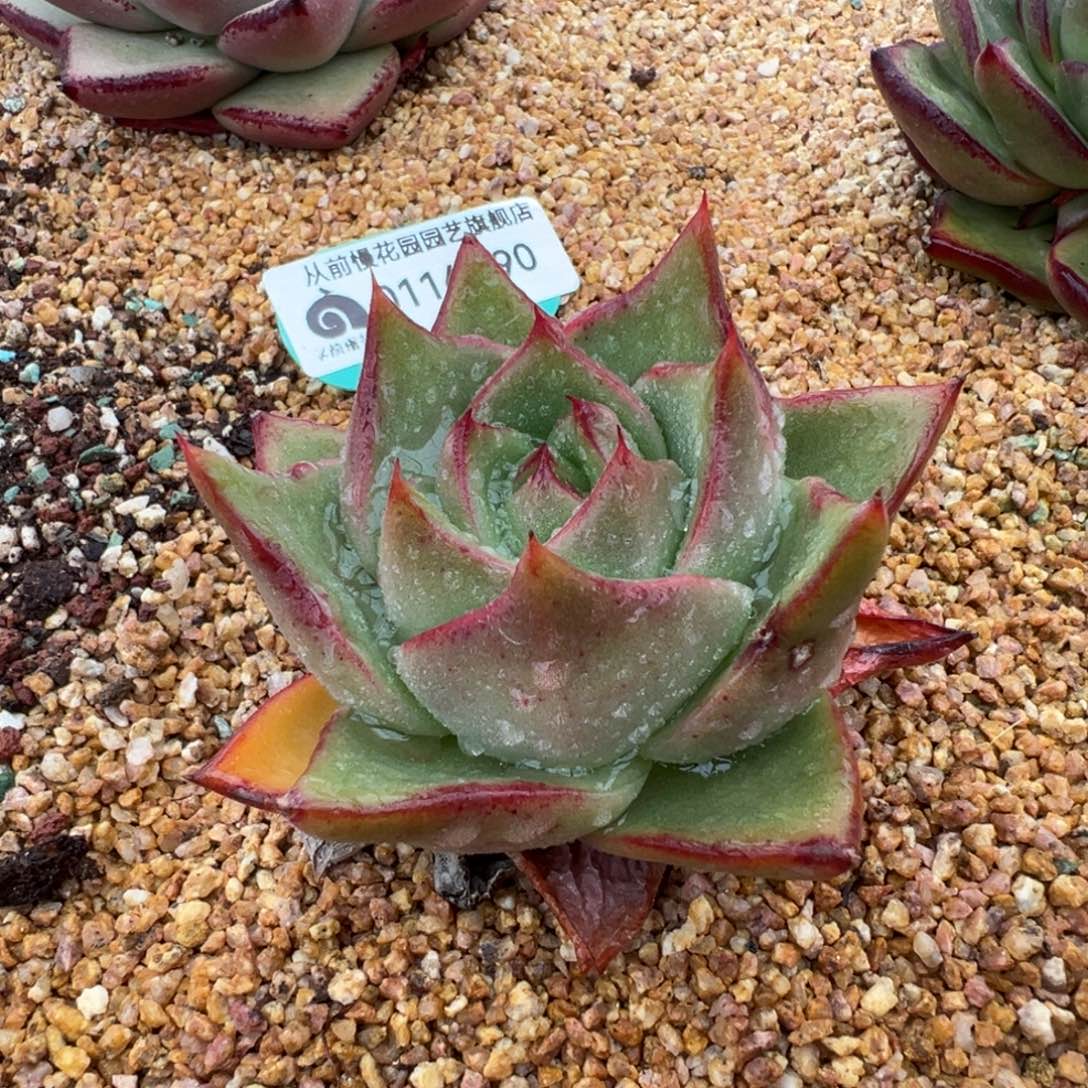 从前慢多肉精选编号0116.90