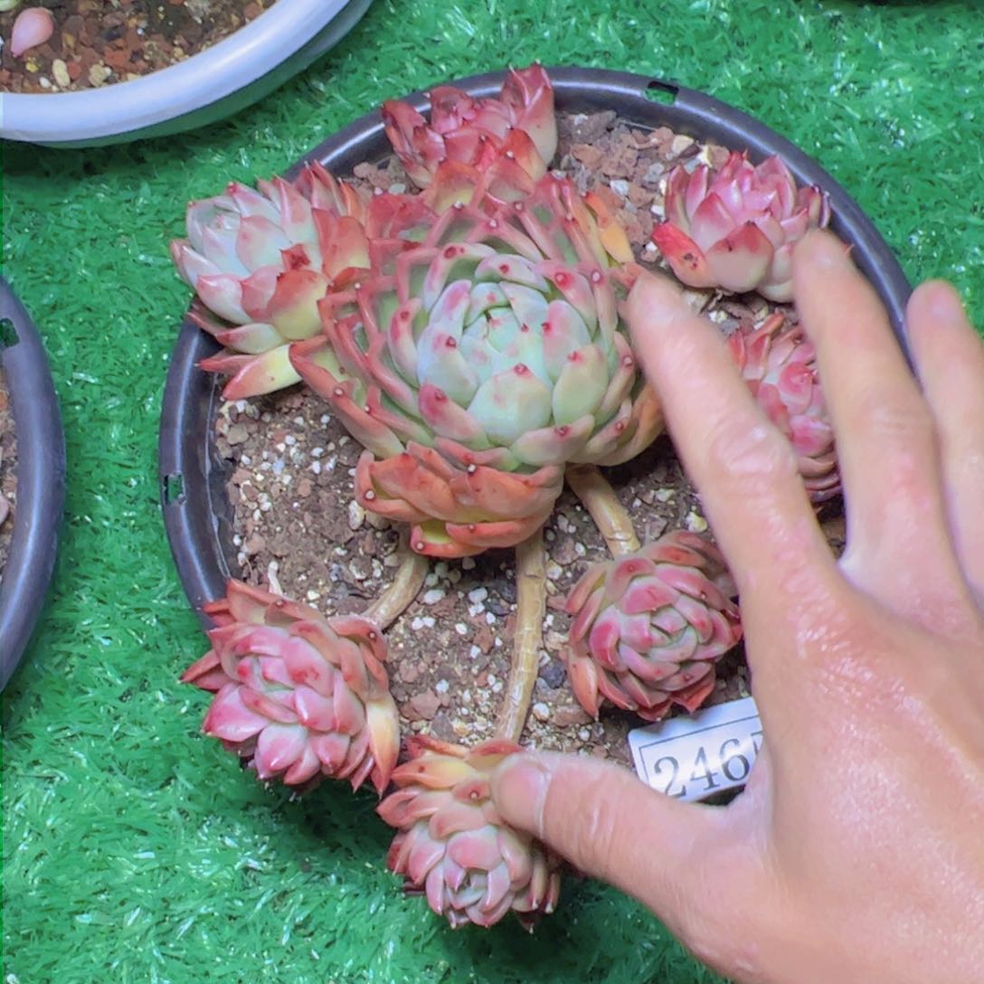 陈*杂交2465多肉植物