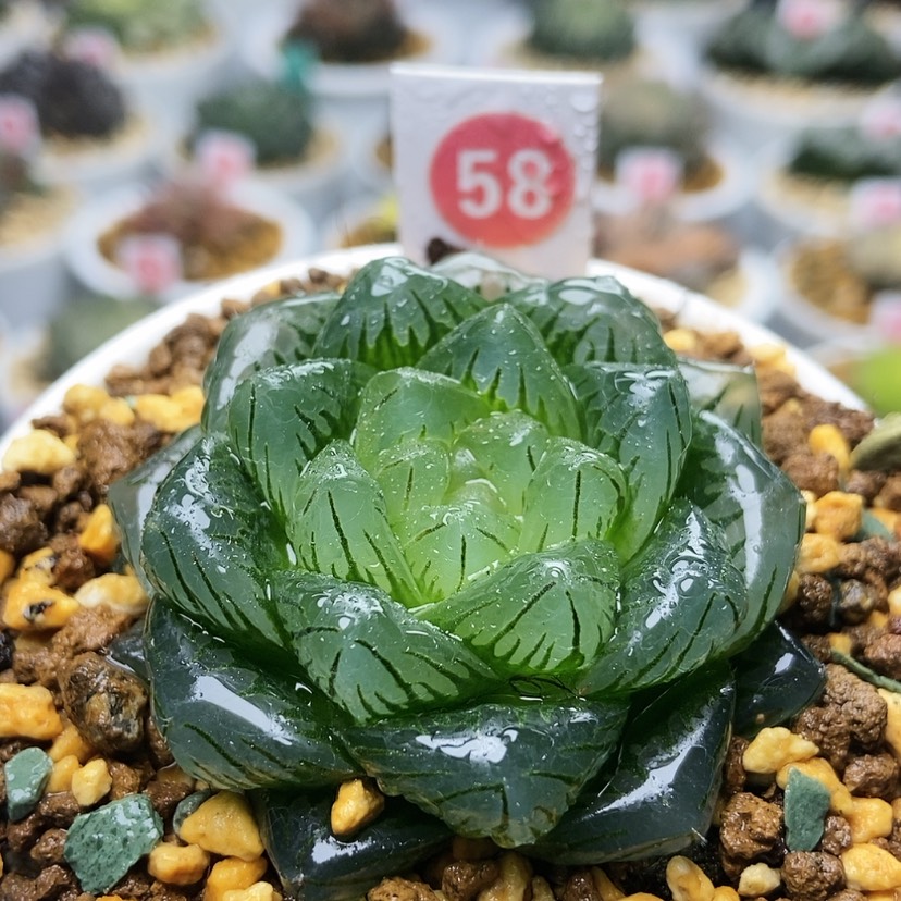 【闪购商品】58龙鳞