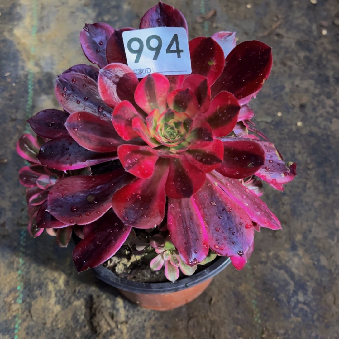 飞*994美杜莎多肉植物