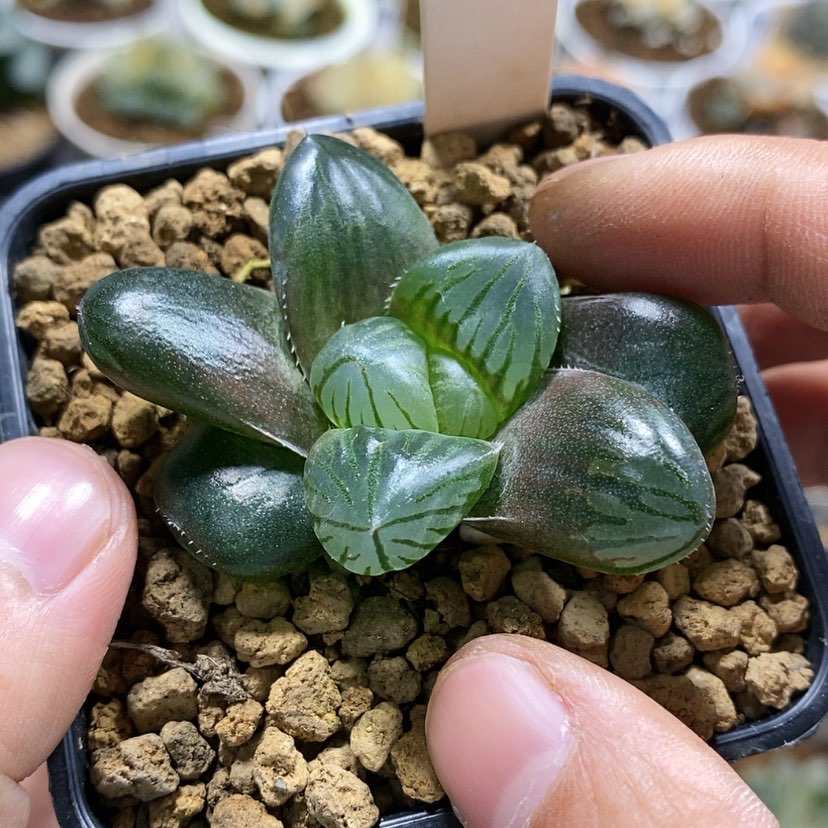 【闪购商品】67实生