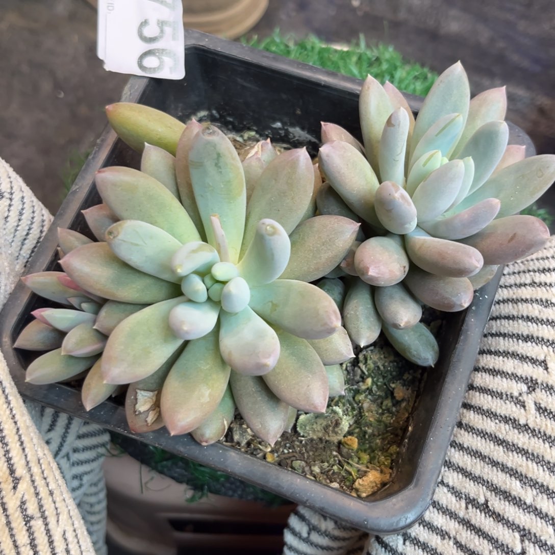铭*哥特多肉植物756