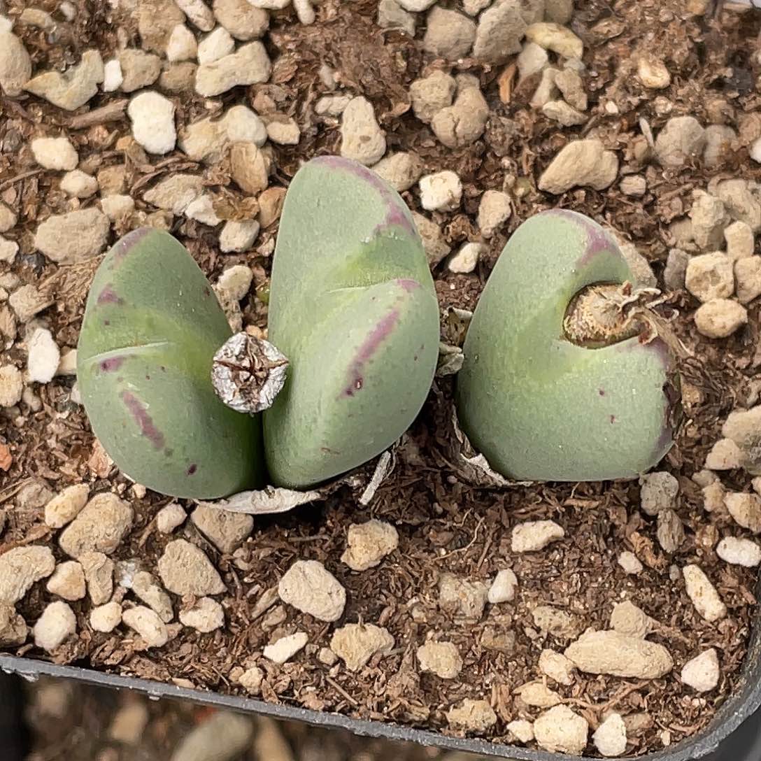 11-139将多肉植物肉锥