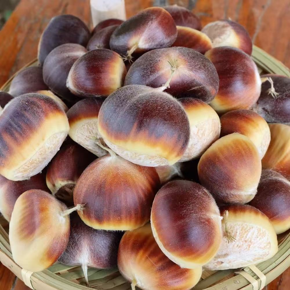 湖南常德当季现摘新鲜农家板栗（不是毛球）