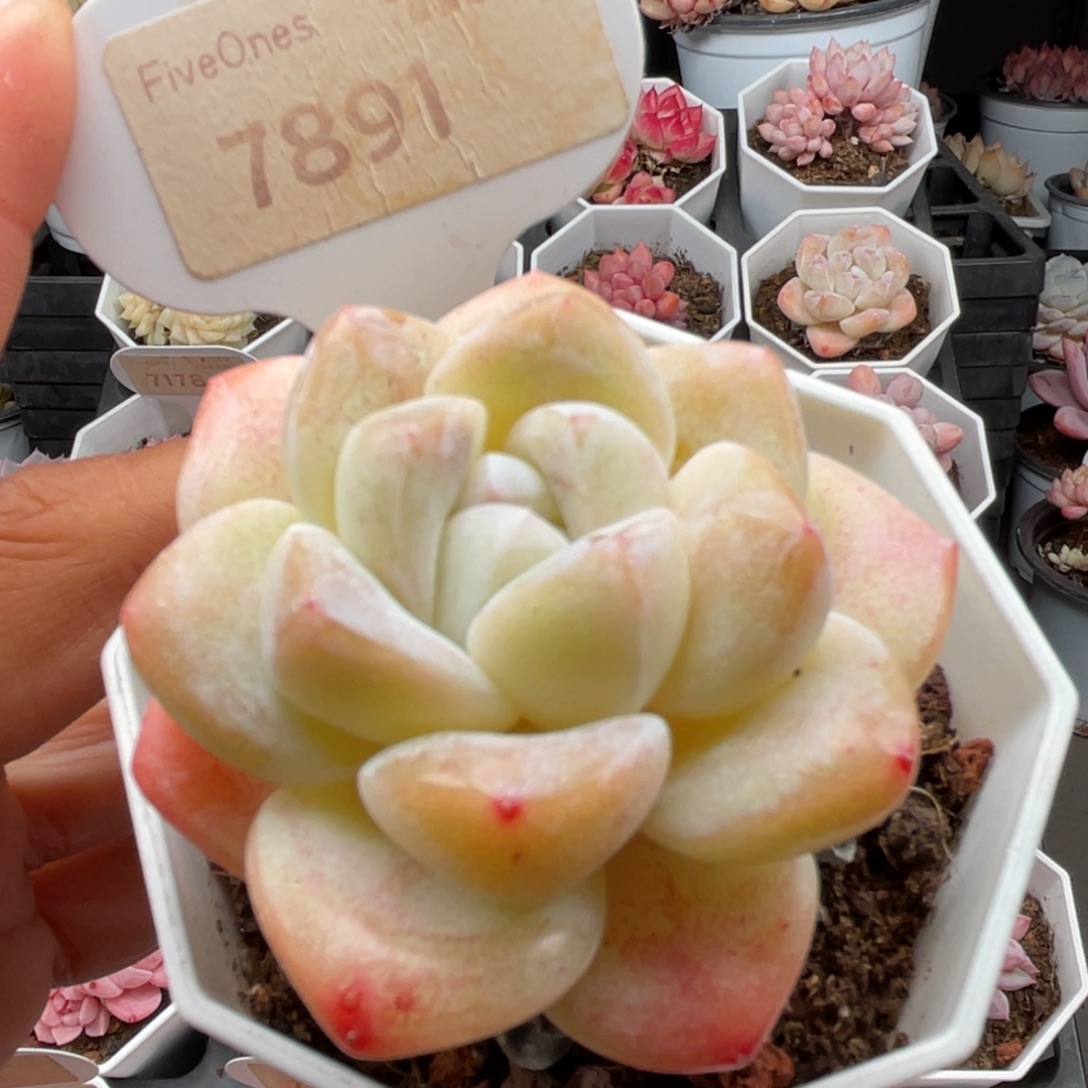 奶油冰玉7891-6.0厘米