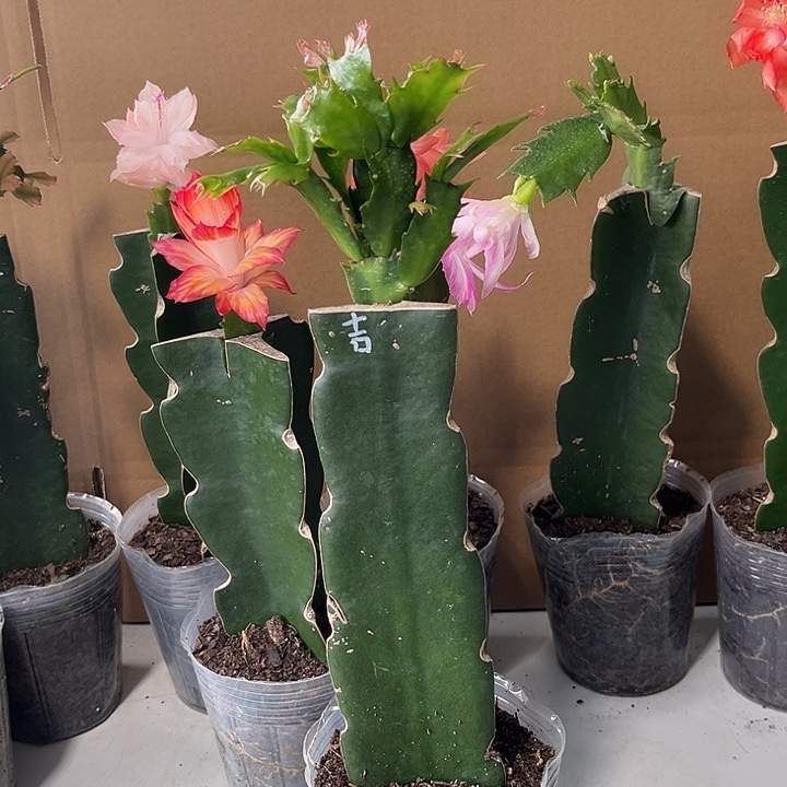 云***朵当前无花栽培后可以开花桑吉塔